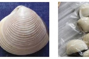 Nghêu Bến Tre được bảo hộ chỉ dẫn địa lý