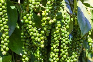 Giá tiêu hôm nay 9/11: Tăng nhẹ 500 đồng/kg tại Đắk Lắk