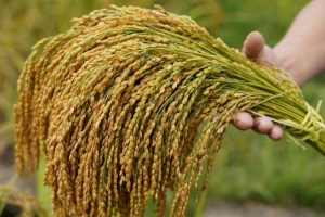 Giá lúa gạo hôm nay 19/6: Giá lúa giảm 100 -200 đồng/kg