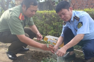 Phát hiện, tiêu huỷ 148 cây giống giả sâm Ngọc Linh