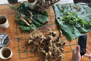 Tiêu hủy 148 cây giống giả sâm Ngọc Linh
