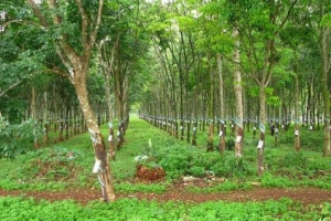 Thủ tục chuyển mục đích sử dụng đất nông nghiệp