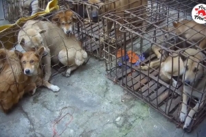 “Đường đến lò mổ” và tình trạng buôn bán thịt chó và mèo ở Việt Nam