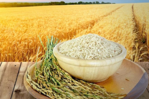 Giá lúa gạo hôm nay 27/6: Giá gạo giảm 100 -150 đồng/kg