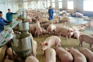 Giá heo hơi hôm nay 15/3: Giảm trên diện rộng