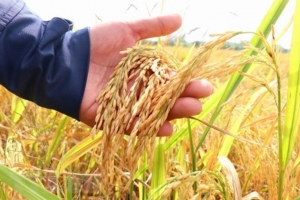 Giá lúa gạo hôm nay ngày 30/6: Thị trường mua bán chậm, nguồn ít