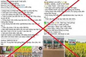 Bán thóc giống VST-899 “giả” trên mạng xã hội, 3 nhóm đối tượng bị khởi tố