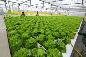 16.061 cơ sở, doanh nghiệp được chứng nhận VietGAP