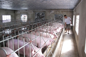 Giá heo hơi hôm nay 7/7: Cao nhất 69.000 đồng/kg