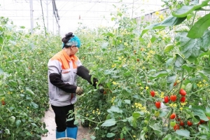Bắc Ninh: Hội Nông dân các cấp tích cực tham gia xây dựng nông thôn mới, đô thị văn minh