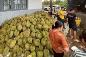 Giá sầu riêng neo ở mức cao, người dân Tây Nguyên phấn khởi thu hoạch 'trái cây tỷ đô'
