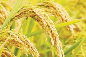 Giá lúa gạo hôm nay 18/7: Biến động trái chiều