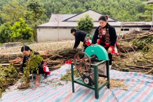 Thảo dược người Dao Triệu Minh - Sự kết hợp hoàn hảo giữa truyền thống và hiện đại