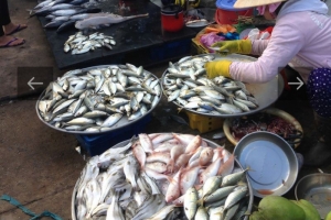 Bắc Ninh: Tăng cường phòng chống ngộ độc thực phẩm do Histamine trong cá