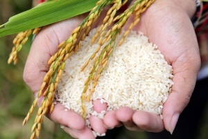 Giá lúa gạo hôm nay 20/7: Biến động trái, giá lúa tăng mạnh lên đến 8.000 đồng/kg
