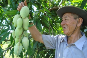 Tiền Giang xử lý nghiêm vi phạm về mã số vùng trồng, cơ sở đóng gói trái cây xuất khẩu
