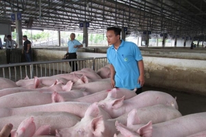 Giá heo hơi hôm nay 22/7: Thị trường lặng sóng, cao nhất 66.000 đồng/kg