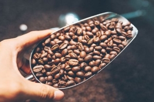 Giá cà phê hôm nay 16/9: Tiếp tục tăng thêm 2,000 đồng/kg phiên đầu tuần