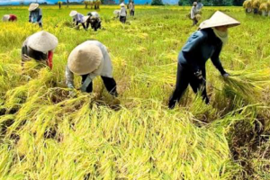 Phấn đấu, tỷ lệ lao động nông nghiệp trong tổng lao động xã hội dưới 20%