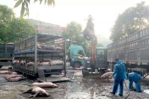 Thu giữ, tiêu hủy hơn 7 tấn lợn nhiễm dịch tả Châu Phi