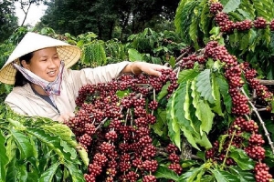 Giá cà phê hôm nay 24/7: Tăng 1.000 đồng/kg so với cùng giờ hôm qua