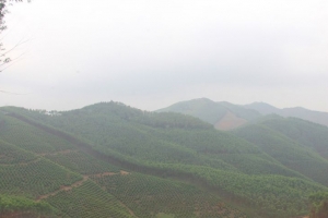 Bắc Giang: Chuyển mục đích sử dụng rừng để thực hiện 8 dự án
