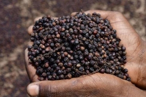 Giá tiêu hôm nay 6/3: Tiếp đà tăng, cao nhất 161,000 đồng/kg