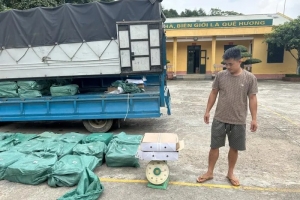Thu giữ 800 kg chân gà không rõ nguồn gốc đang được vận chuyển đi tiêu thụ
