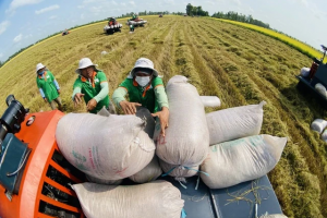 Giá lúa gạo hôm nay 6/8: Tăng với lúa và gạo