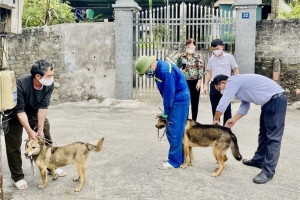 Hà Nội xuất hiện thêm 3 ổ dịch chó dại