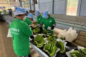 Phó Tổng giám đốc Hoàng Anh Gia Lai đăng ký mua 200.000 cổ phiếu HAG nhằm tăng tỷ lệ sở hữu