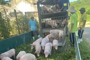 Thanh Hóa: Tạm giữ hình sự đối với Phó quản lý trang trại vì bán trộm hơn 40 con lợn