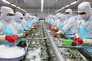Xuất khẩu tôm trước thách thức “lội ngược dòng”