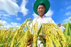 Giá lúa gạo hôm nay 9/8/2024: Giá gạo thành phẩm tăng nhẹ; Giá lúa tăng 50 - 100 đồng/kg