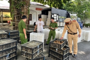 Bắt giữ hàng ngàn con gà giống và trứng gà, vịt không rõ nguồn gốc