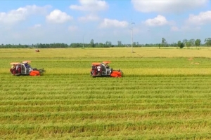 Tạo khác biệt đột phá cho vùng quy hoạch trồng lúa có năng suất, chất lượng cao