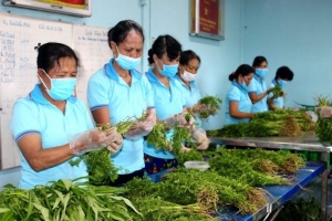 Long An hoàn thiện thí điểm, nhân rộng mô hình hợp tác xã kiểu mới giai đoạn 2021 - 2025