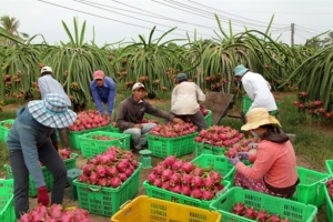 Người tiêu dùng Trung Quốc ưa chuộng trái cây Việt Nam như thế nào?
