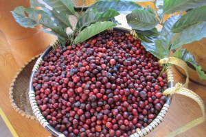 Giá cà phê hôm nay 20/4: Nội địa lùi sát 85.000 đồng/kg, thị trường bước vào nhịp chờ mới