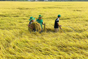 Các giải pháp thực hiện hiệu quả đề án 1 triệu ha lúa chất lượng cao