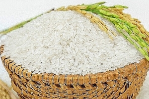 Giá lúa gạo hôm nay 4/9: Thị trường giao dịch chậm sau Lễ 2/9