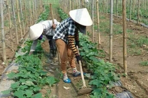 Xã Sào Báy (Kim Bôi, Hòa Bình): Khai thác có hiệu quả những tiềm năng, thế mạnh và nội lực để phát triển