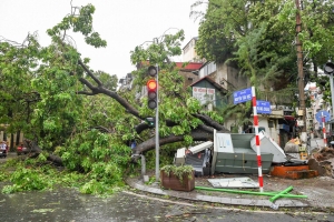 Chủ tịch Hà Nội yêu cầu 'cứu' cây đổ do bão Yagi