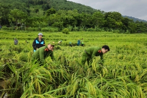 Mưa lũ gây thiệt hại hơn 2.482 ha cây trồng tại Thanh Hóa
