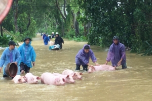 Công văn khẩn của Bộ Y tế về phòng chống dịch bệnh, vệ sinh môi trường trong và sau mưa lũ