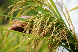 Giá lúa gạo hôm nay 20/9: Giá gạo tăng mạnh