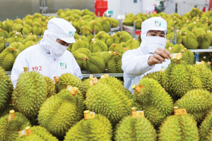 Xuất khẩu rau quả tăng mạnh