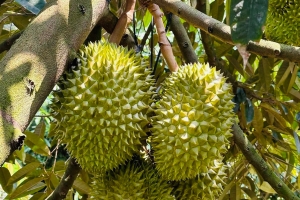 Giá sầu riêng hôm nay 23/9: Thị trường ở mức duy trì