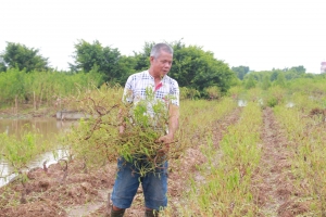Người trồng đào tết ở Nam Định mặt buồn rười rượi sau mưa lũ