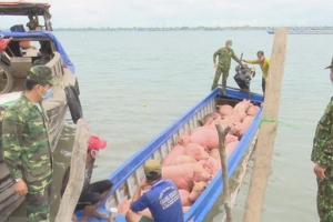 Tăng cường ngăn chặn vận chuyển, buôn bán trái phép lợn qua biên giới